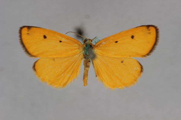/filer/webapps/moths/media/images/S/subterminalipicta_Ochrota_HT_BMNH.jpg