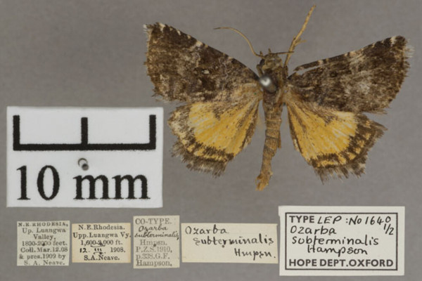 /filer/webapps/moths/media/images/S/subterminalis_Acontiola_PT_OUMNHa_01.jpg