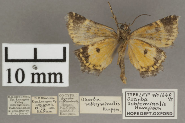 /filer/webapps/moths/media/images/S/subterminalis_Acontiola_PT_OUMNHb_01.jpg