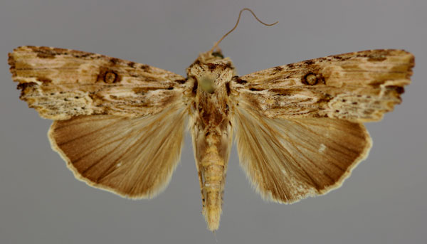 /filer/webapps/moths/media/images/S/subterminalis_Callixena_A_RMCA_01.jpg