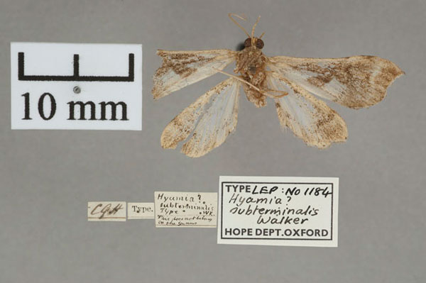 /filer/webapps/moths/media/images/S/subterminalis_Hyamia_HT_OUMNH_02.jpg