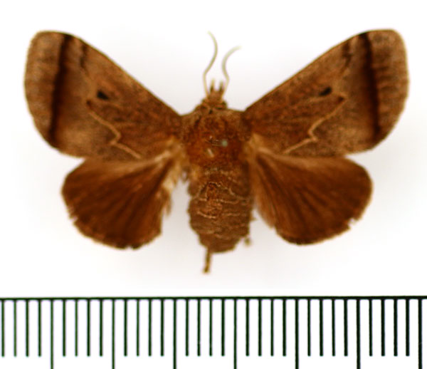 /filer/webapps/moths/media/images/S/subterminalis_Hyphorma_AF_BMNH.jpg