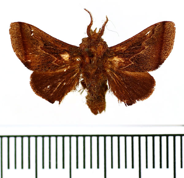 /filer/webapps/moths/media/images/S/subterminalis_Hyphorma_AM_BMNH.jpg