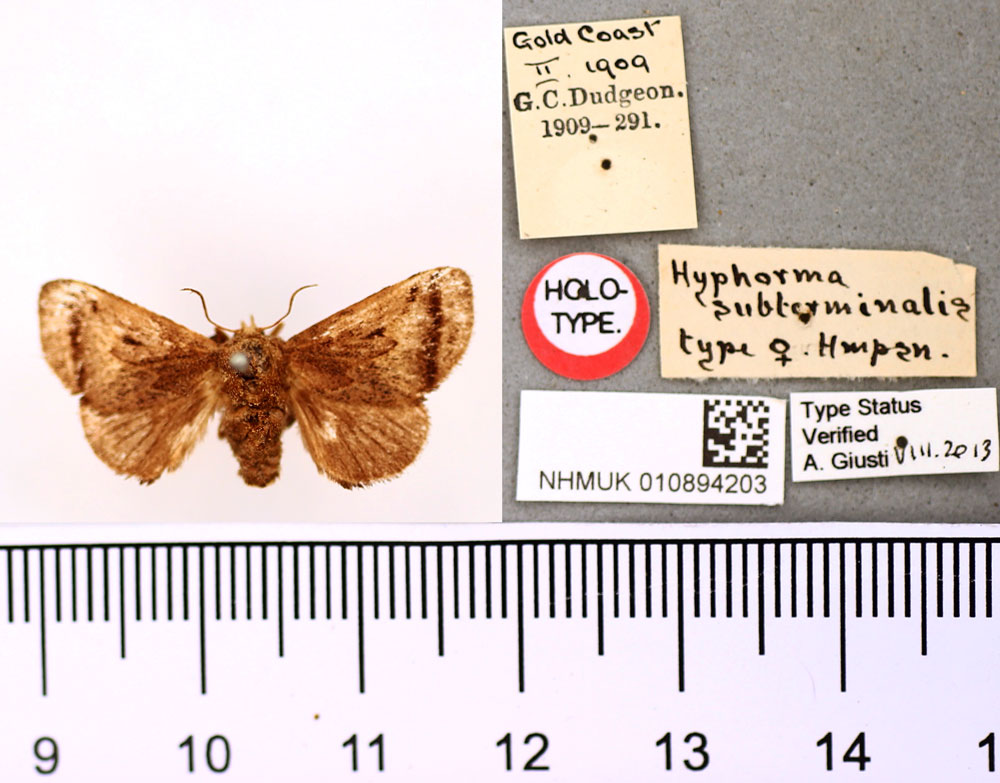 /filer/webapps/moths/media/images/S/subterminalis_Hyphorma_HT_BMNH.jpg