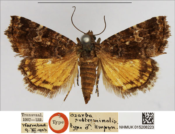 /filer/webapps/moths/media/images/S/subterminalis_Ozarba_PTM_NHMUK.jpg