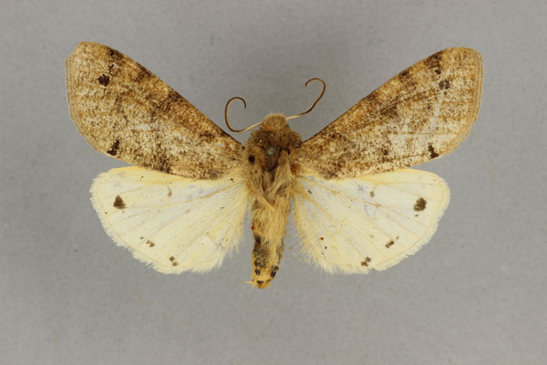 /filer/webapps/moths/media/images/S/subterminata_Teracotona_AM_BMNH.jpg