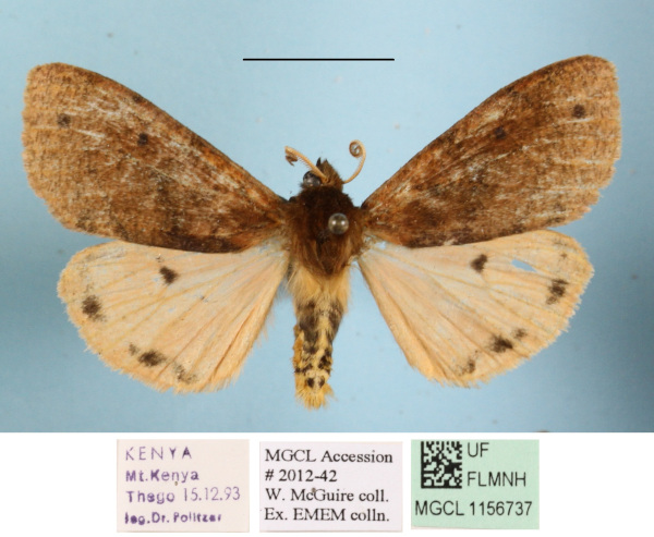 /filer/webapps/moths/media/images/S/subterminata_Teracotona_A_MGCLa_01.JPG
