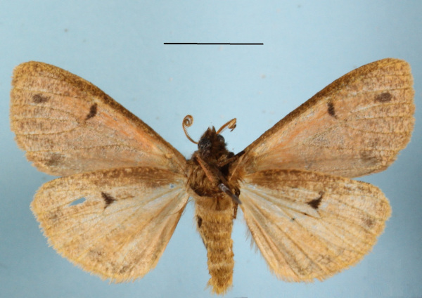 /filer/webapps/moths/media/images/S/subterminata_Teracotona_A_MGCLb_01.JPG