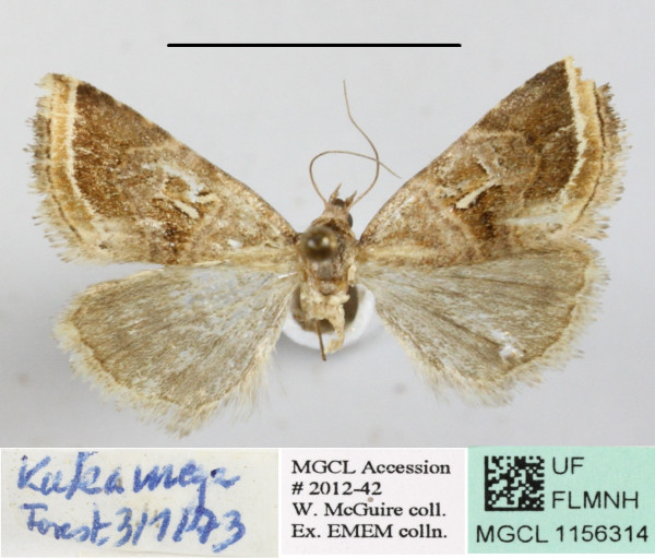 /filer/webapps/moths/media/images/S/subtilimba_Acontiola_A_MGCLa_01.JPG
