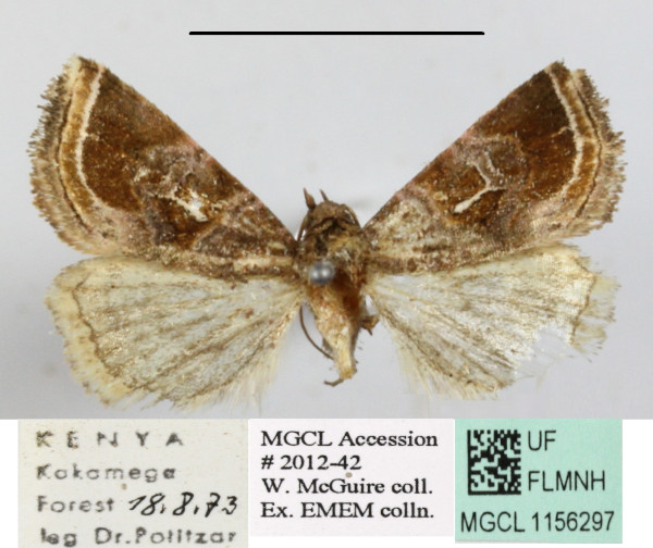 /filer/webapps/moths/media/images/S/subtilimba_Acontiola_A_MGCLa_02.JPG