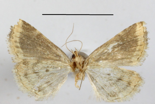 /filer/webapps/moths/media/images/S/subtilimba_Acontiola_A_MGCLb_01.JPG