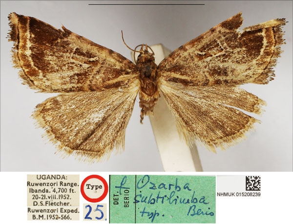 /filer/webapps/moths/media/images/S/subtilimba_Ozarba_AT_NHMUK.jpg
