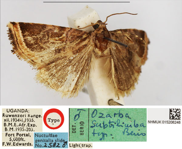 /filer/webapps/moths/media/images/S/subtilimba_Ozarba_HT_NHMUK.jpg