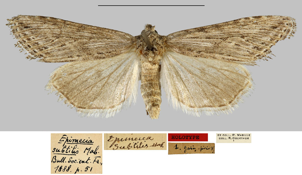 /filer/webapps/moths/media/images/S/subtilis_Epimecia_HT_MNHN.jpg