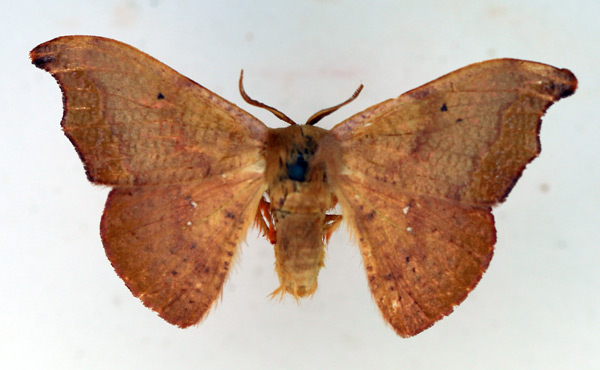 /filer/webapps/moths/media/images/S/subtilis_Gonoreta_AF_TMSA_01.jpg