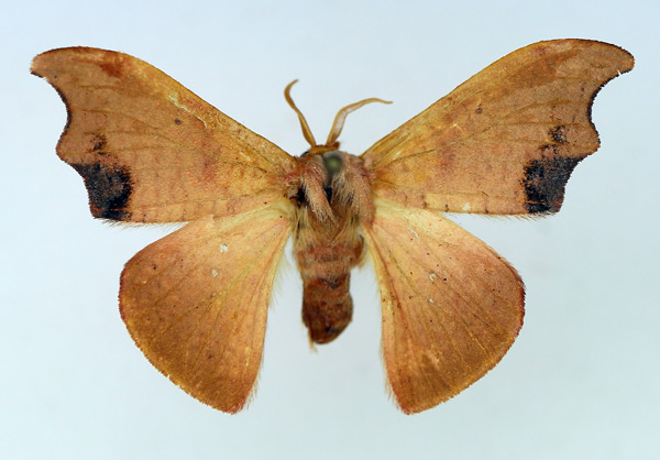 /filer/webapps/moths/media/images/S/subtilis_Gonoreta_AF_TMSA_02.jpg