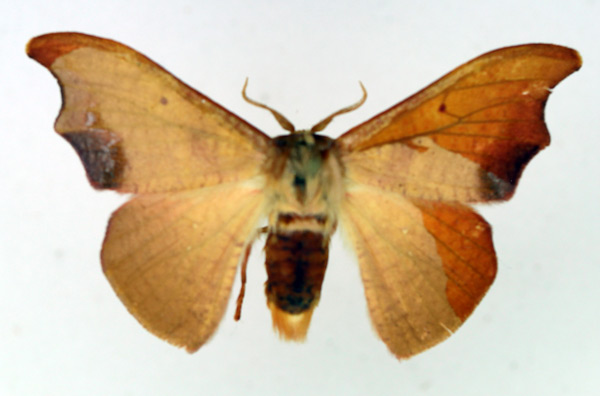 /filer/webapps/moths/media/images/S/subtilis_Gonoreta_AM_TMSA_02.jpg