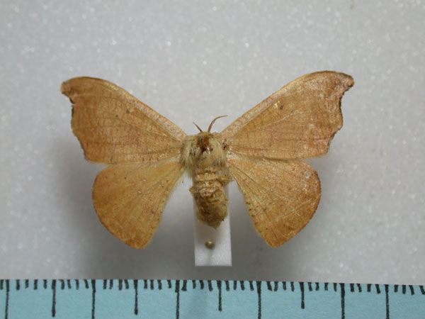 /filer/webapps/moths/media/images/S/subtilis_Gonoreta_A_Revell.jpg