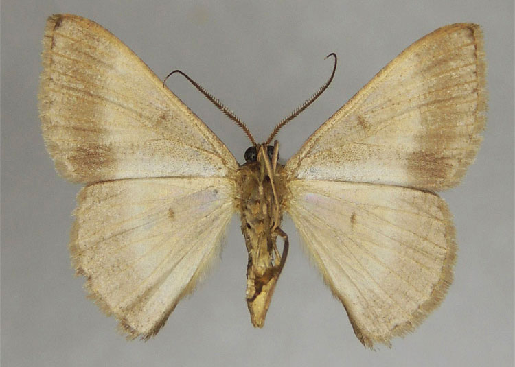 /filer/webapps/moths/media/images/S/subtilis_Pycnosega_HT_ZSMb.jpg