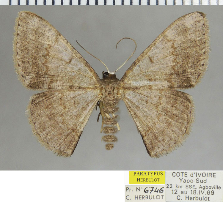 /filer/webapps/moths/media/images/S/subtilis_Pycnosega_PTF_ZSM.jpg