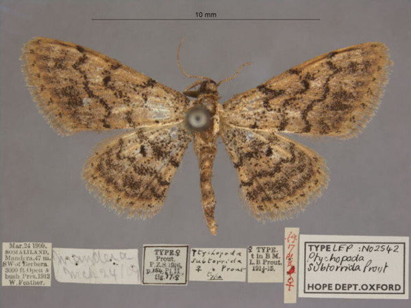 /filer/webapps/moths/media/images/S/subtorrida_Idaea_HTF_OUMNHa_01.jpg