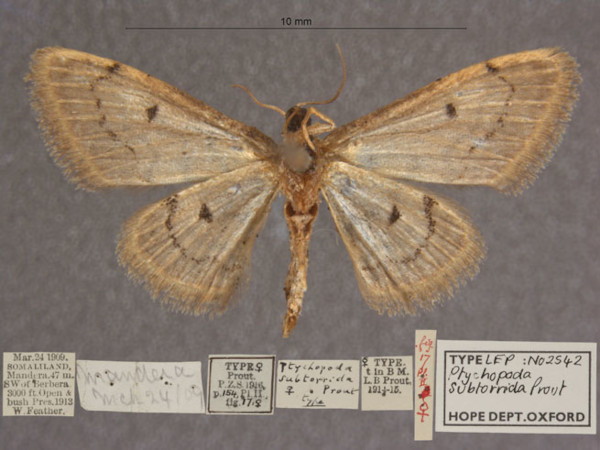/filer/webapps/moths/media/images/S/subtorrida_Idaea_HTF_OUMNHb_01.jpg