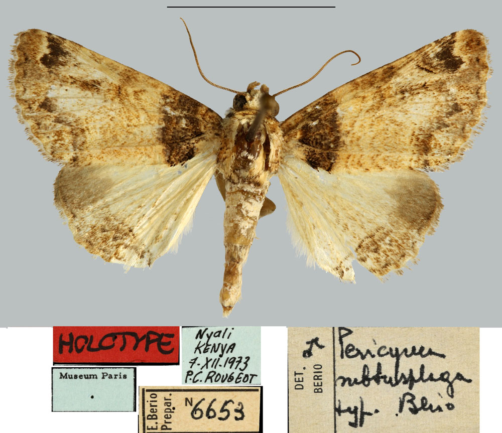 /filer/webapps/moths/media/images/S/subtusplaga_Pericyma_HT_MNHN.jpg