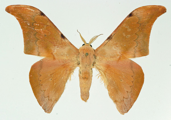 /filer/webapps/moths/media/images/S/subuelense_Orthogonioptilum_AM_Basquin.jpg