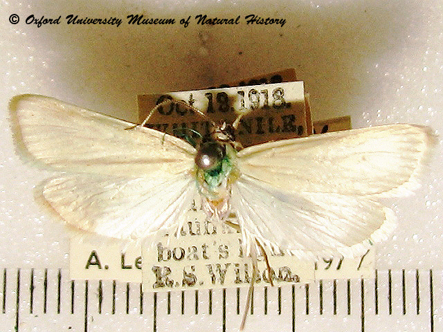 /filer/webapps/moths/media/images/S/subumbrosa_Scirpophaga_A_OUMNH_02.jpg