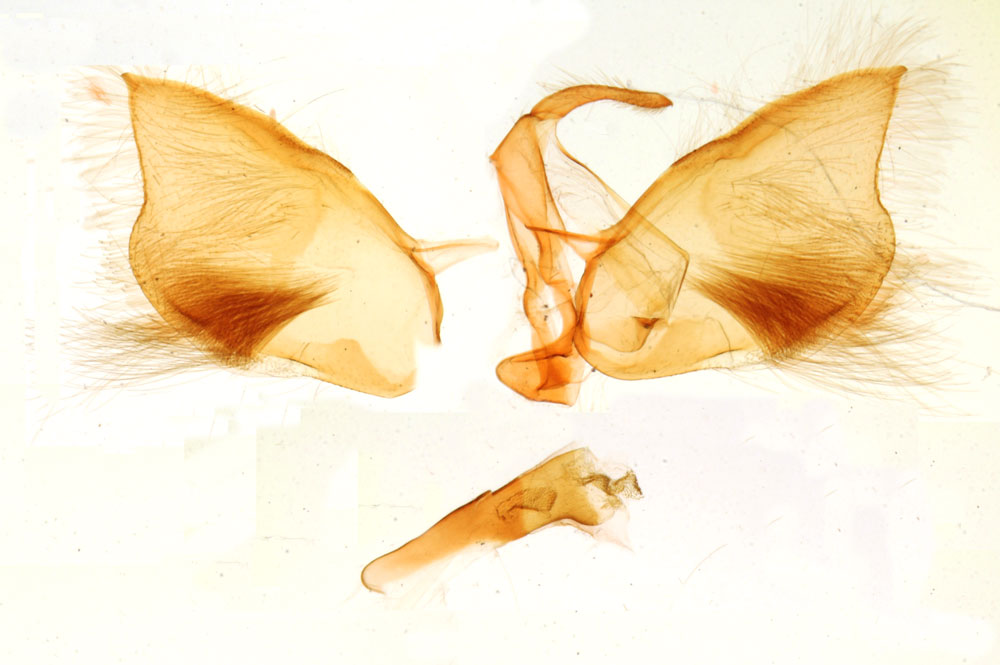 /filer/webapps/moths/media/images/S/subviolacea_Goniocalpe_GMHT_MNHN_2929.jpg