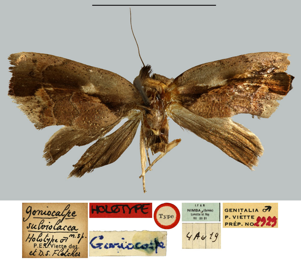 /filer/webapps/moths/media/images/S/subviolacea_Goniocalpe_HT_MNHN.jpg