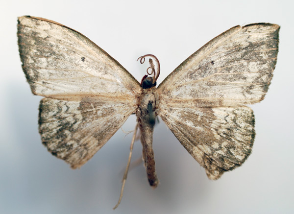 /filer/webapps/moths/media/images/S/subviridata_Somatina_AM_Sircoulomb.jpg