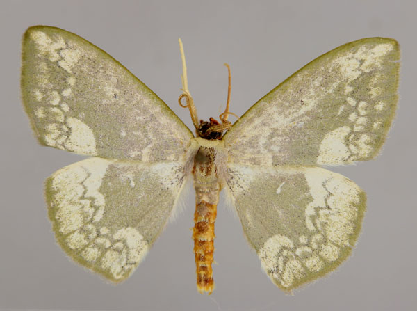 /filer/webapps/moths/media/images/S/subviridata_Somatina_A_ZSM_01.jpg