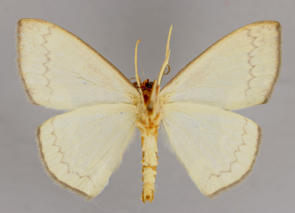 /filer/webapps/moths/media/images/S/subviridata_Somatina_A_ZSM_02.jpg