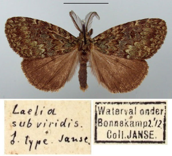 /filer/webapps/moths/media/images/S/subviridis_Laelia_HT_TMSA.jpg