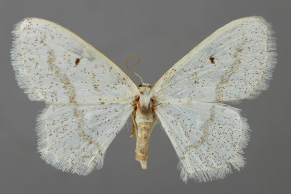 /filer/webapps/moths/media/images/S/suda_Scopula_A_ZSM_01.jpg