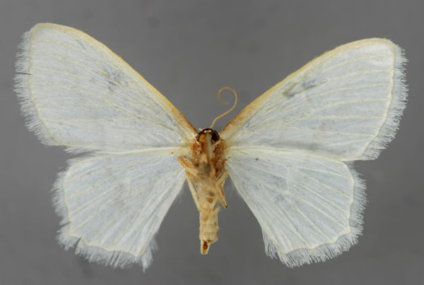 /filer/webapps/moths/media/images/S/suda_Scopula_A_ZSM_02.jpg