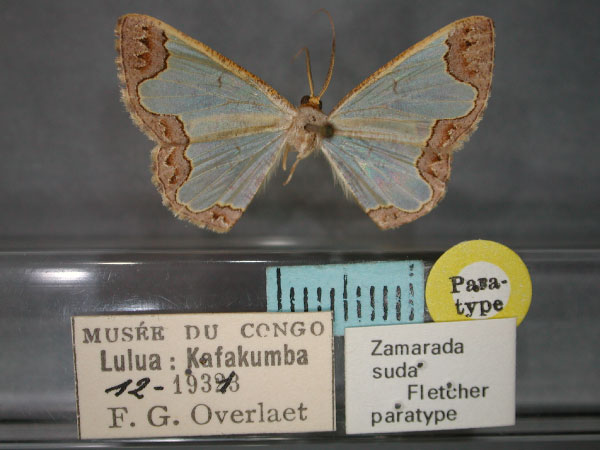 /filer/webapps/moths/media/images/S/suda_Zamarada_PT_RMCA_01.jpg