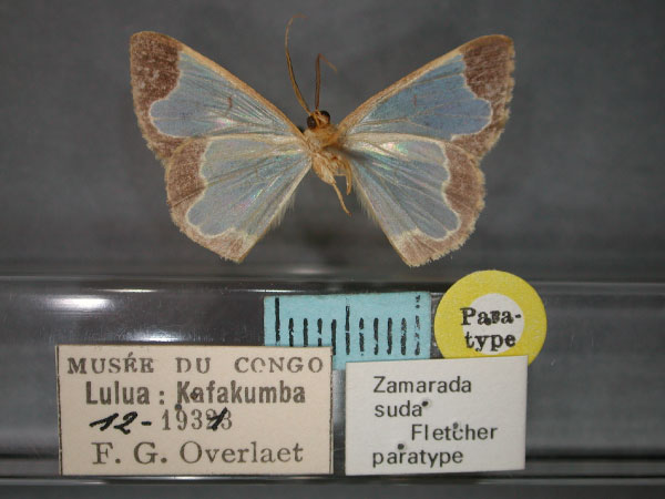 /filer/webapps/moths/media/images/S/suda_Zamarada_PT_RMCA_02.jpg