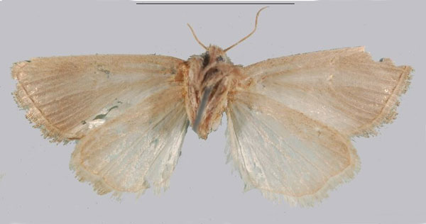 /filer/webapps/moths/media/images/S/sudanensis_Sesamia_AT_NHMUKb.jpg