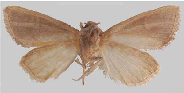 /filer/webapps/moths/media/images/S/sudanensis_Sesamia_HT_NHMUKb.jpg