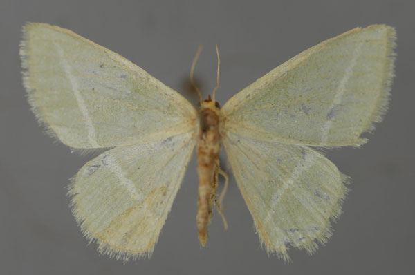 /filer/webapps/moths/media/images/S/sudanica_Mixocera_A_ZSM_01.jpg