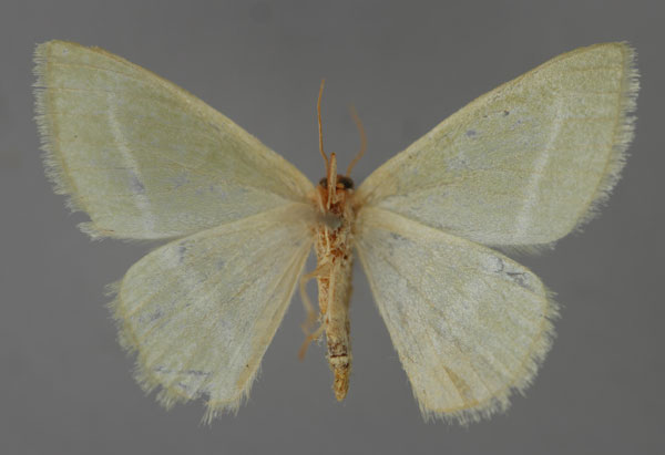 /filer/webapps/moths/media/images/S/sudanica_Mixocera_A_ZSM_02.jpg