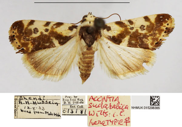 /filer/webapps/moths/media/images/S/sudarabica_Acontia_PTF_NHMUK.jpg