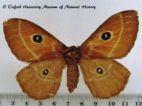 /filer/webapps/moths/media/images/S/sufferti_Melanocera_A_OUMNH.jpg