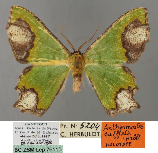 /filer/webapps/moths/media/images/S/sufflata_Antharmostes_HT_ZSM_01.jpg