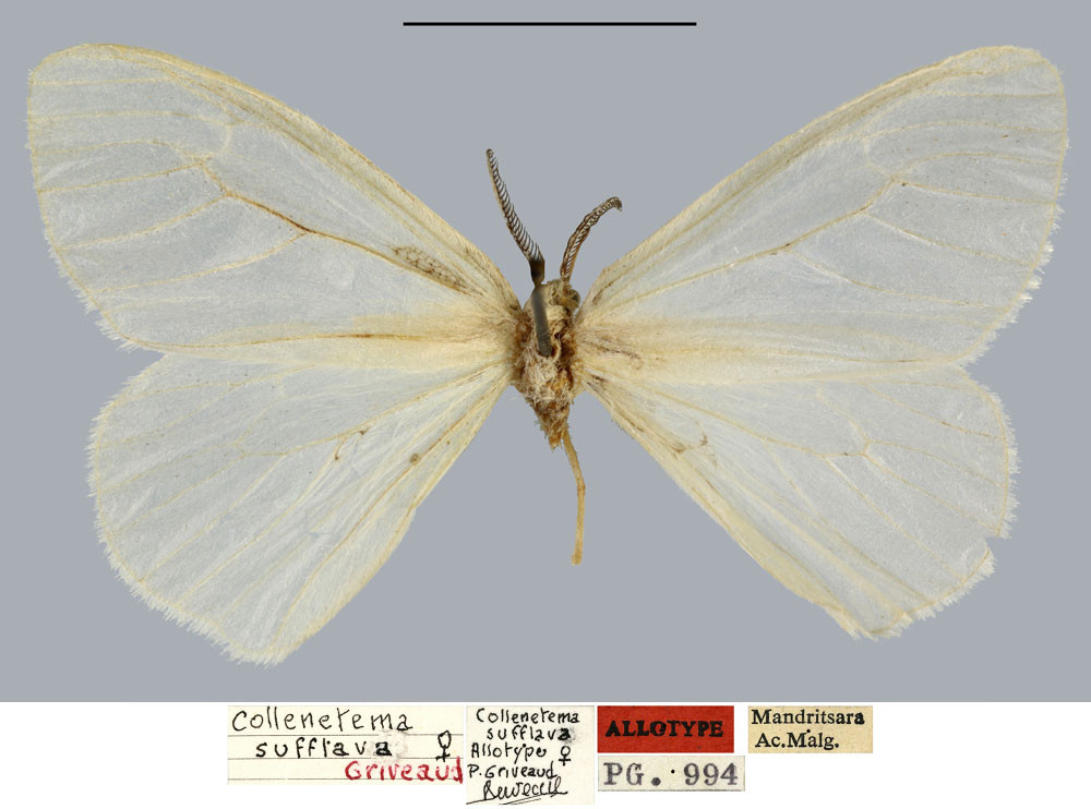 /filer/webapps/moths/media/images/S/sufflava_Collenetema_AT_MNHN.jpg