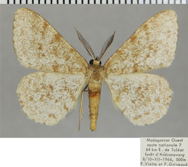 /filer/webapps/moths/media/images/S/suffumosa_Colocleora_AF_ZSM.jpg