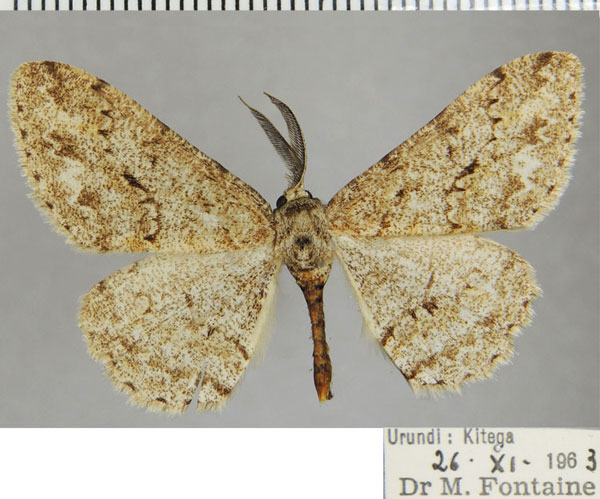 /filer/webapps/moths/media/images/S/suffumosa_Colocleora_AM_ZSMa.jpg