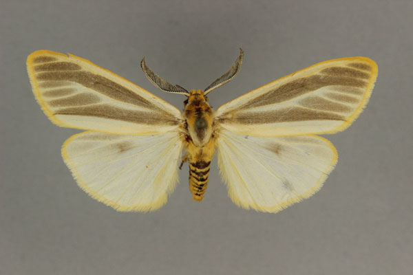 /filer/webapps/moths/media/images/S/suffusa_Acantharctia_LT_BMNH.jpg